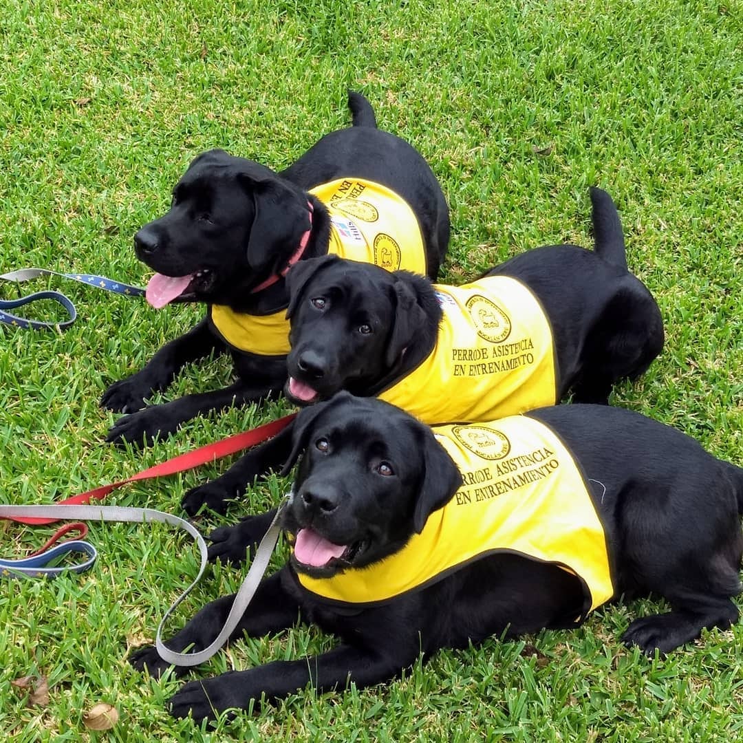 La preparación y entrenamiento de un perro de asistencia toma un promedio de 2 años.