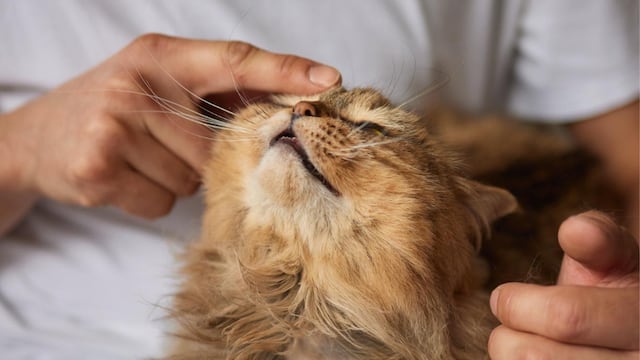 ¡Impactante! La psicología revela por qué algunas personas no pueden resistirse a acariciar gatos