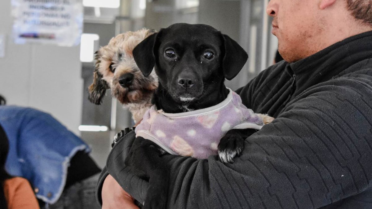 Campañas veterinarias gratuitas para este viernes 4 y sábado 5 de octubre: mira AQUÍ en qué distritos será | Foto: Andina