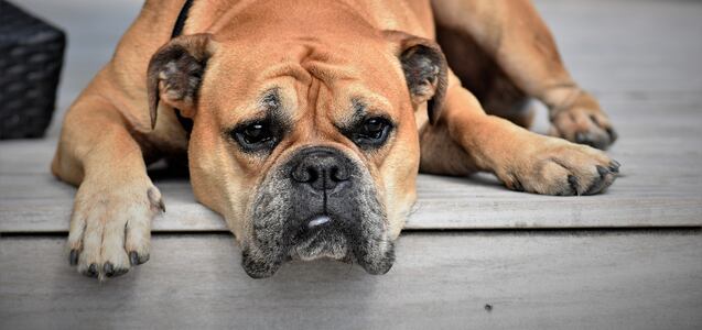 ¿Por qué tu perro se alegra de verte? Esta es la verdadera razón