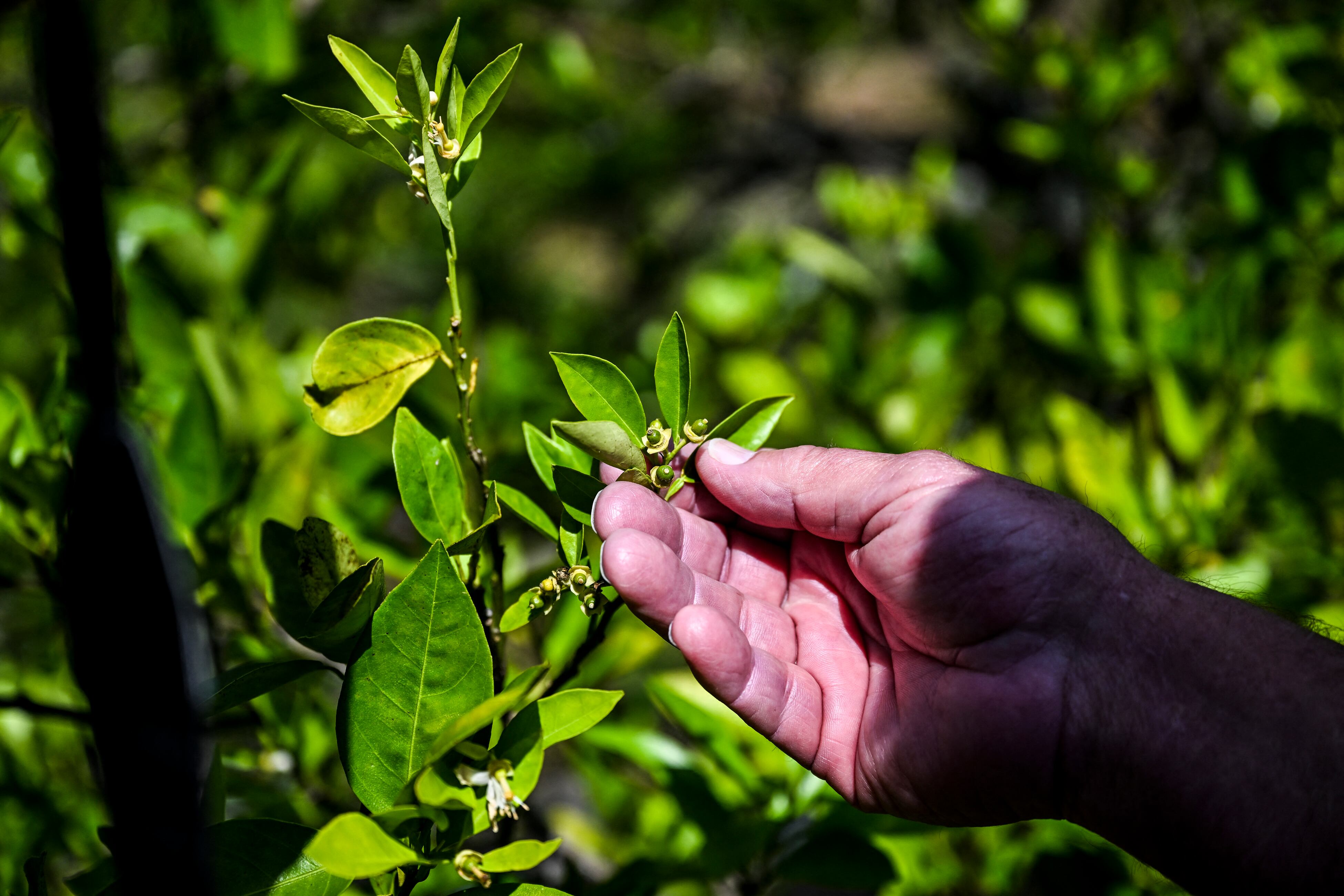V. C. Hollingsworth III, propietario de VCH Management, revisa su huerto en Arcadia, Florida, el 14 de marzo de 2023. (Foto de CHANDAN KHANNA / AFP).