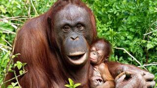 Día Mundial del Mono: ¿Por qué se celebra hoy 14 de diciembre?