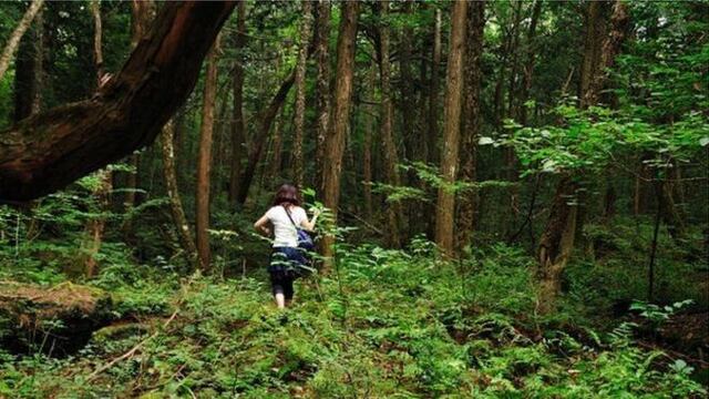 Así es Aokigahara, el bosque de los suicidios de Japón