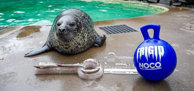 El sorprendente pronóstico de una foca sobre cómo será el invierno 2024 en EEUU