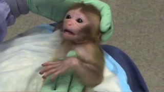 Estremecedor video denuncia los crueles experimentos con monos