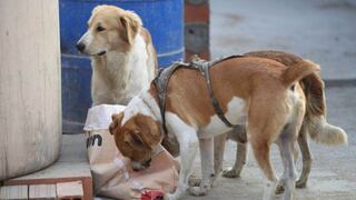 Perros que vivían con indigente fueron llevados a un albergue