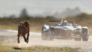 Reto salvaje: mira quién gana entre un Fórmula E y un guepardo