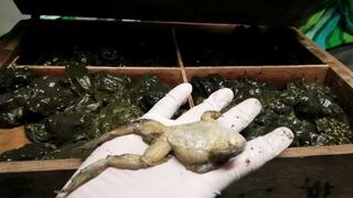 Decomisan más de 2 mil ranas gigantes del Titicaca que iban a ser vendidas en Lima