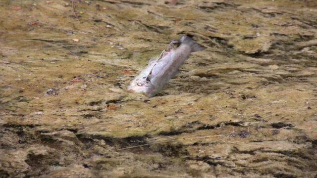 Puno: fauna de río afectada por derrame de petróleo