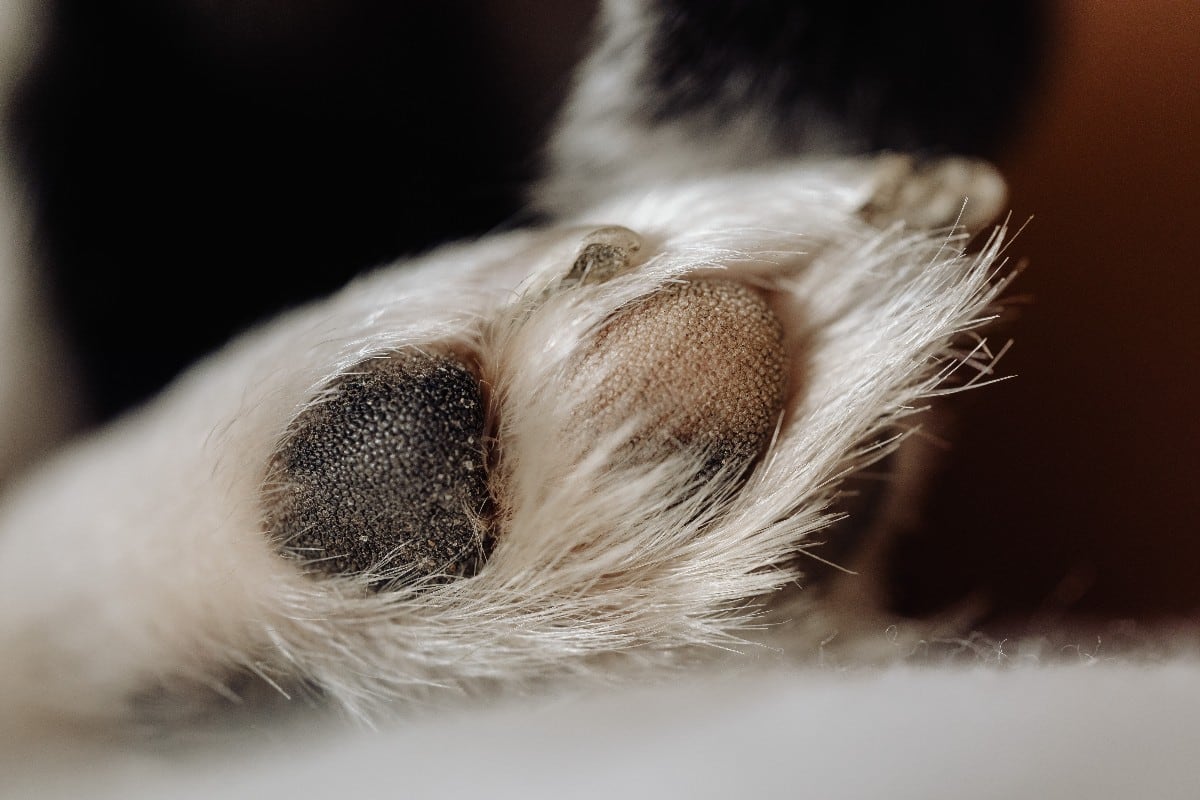 Las almohadillas de los perros deben limpiarse con toallitas húmedas para perros o el propio shampoo de la mascota. (Foto: Pexels)