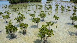Cómo los manglares en el mundo se están recuperando luego de décadas de destrucción por parte de los humanos