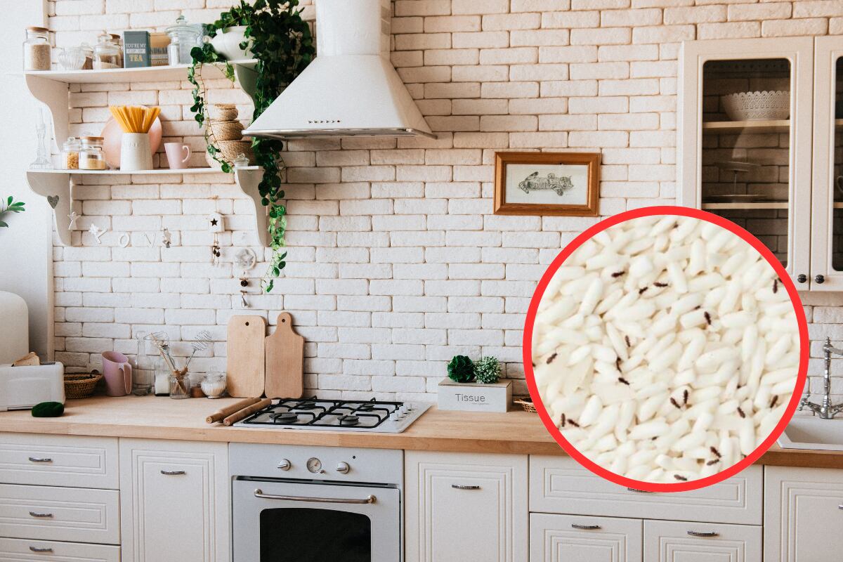 TRUCOS CASEROS | Descubre cómo mantener alejados a los gorgojos de la cocina en simples pasos. (Foto: Pexels).