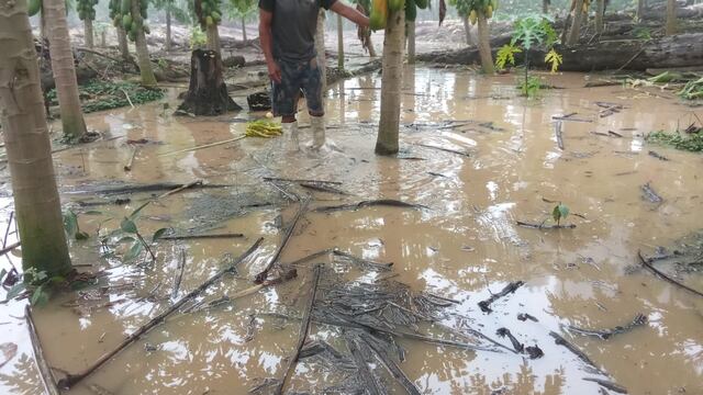 Madre de Dios: 1.130 hectáreas de cultivo son afectadas por inundaciones: el impresionante daño en imágenes | FOTOS