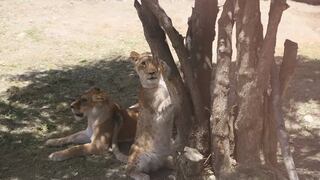 La historia de Luna, la leona que murió por gripe aviar en un zoológico de Huancayo