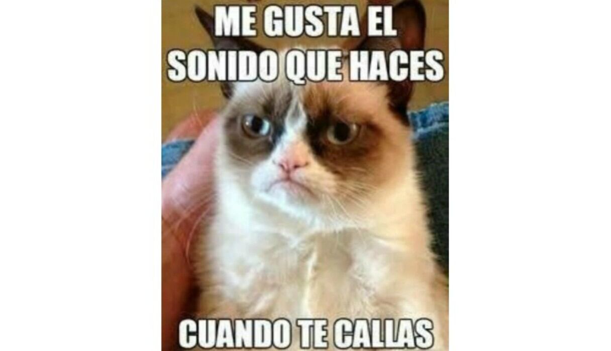 Estas son algunas imágenes por el Día Internacional del Gato. (Foto: Twitter)