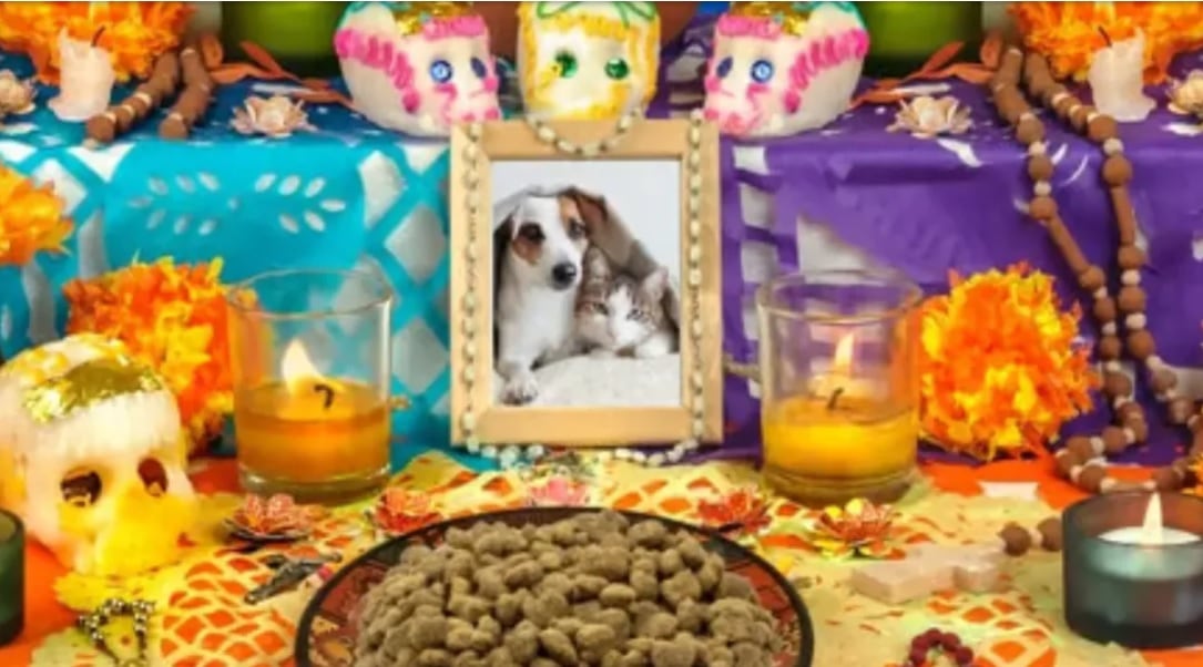 ¿En el Día de Muertos de las mascotas, cuándo llegan los gatos y perros al altar?. (Foto: Difusión)