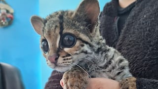 Yauyos: familia encuentra una cría de margay en la cochera de su casa