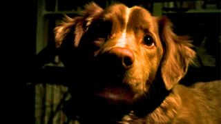 “Good Boy”: ¿muere Indy, el perro protagonista?