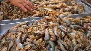 Autorizan pesca de camarón de río hasta el 2 de enero