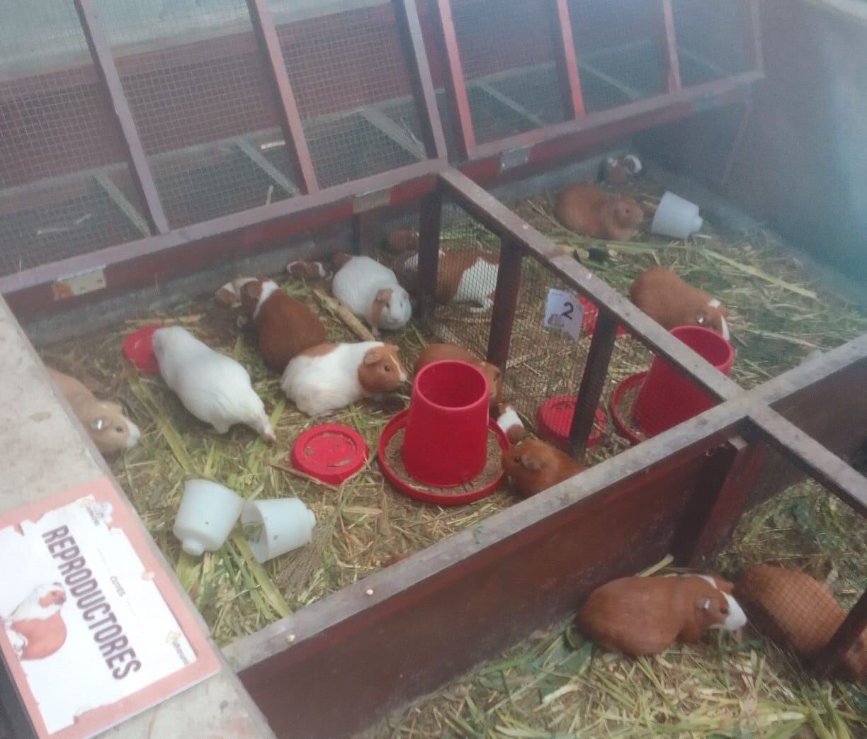 Paltarumi ha implementado un mini zoológico con un modelo de economía circular. Es el caso de la crianza de cuyes, animal cuyos excrementos son usados para la producción de humus (fertilizante natural).