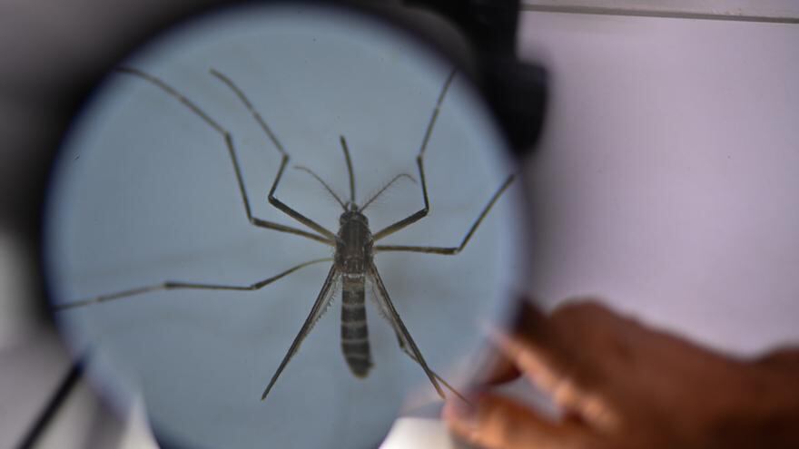 La crisis climática y la mayor movilidad acelerarán la expansión del dengue. Foto: EFE