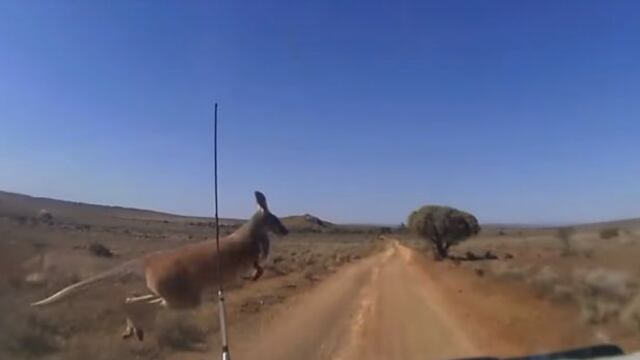 Canguro irrumpe en carretera de Australia y es viral en redes