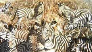 Reto visual: Encuentra al león camuflado entre las cebras en un tiempo récord de 6 segundos