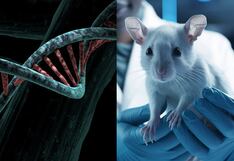 Inyectan ADN de neandertales en ratones y logran que desarrollen rasgos similares