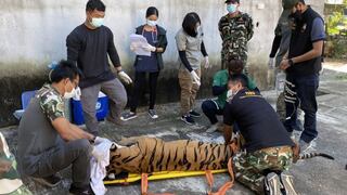 Tailandia: hallan tigre decapitado en un zoológico sospechoso de participar en tráfico de animales