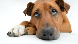 Síntomas sobre la misteriosa enfermedad respiratoria que mata a los perros en Estados Unidos