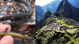 Descubren dos nuevas especies de lagartija en el Santuario histórico de Machu Picchu