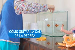 Cómo quitar la cal de tu pecera o acuario en pocos minutos