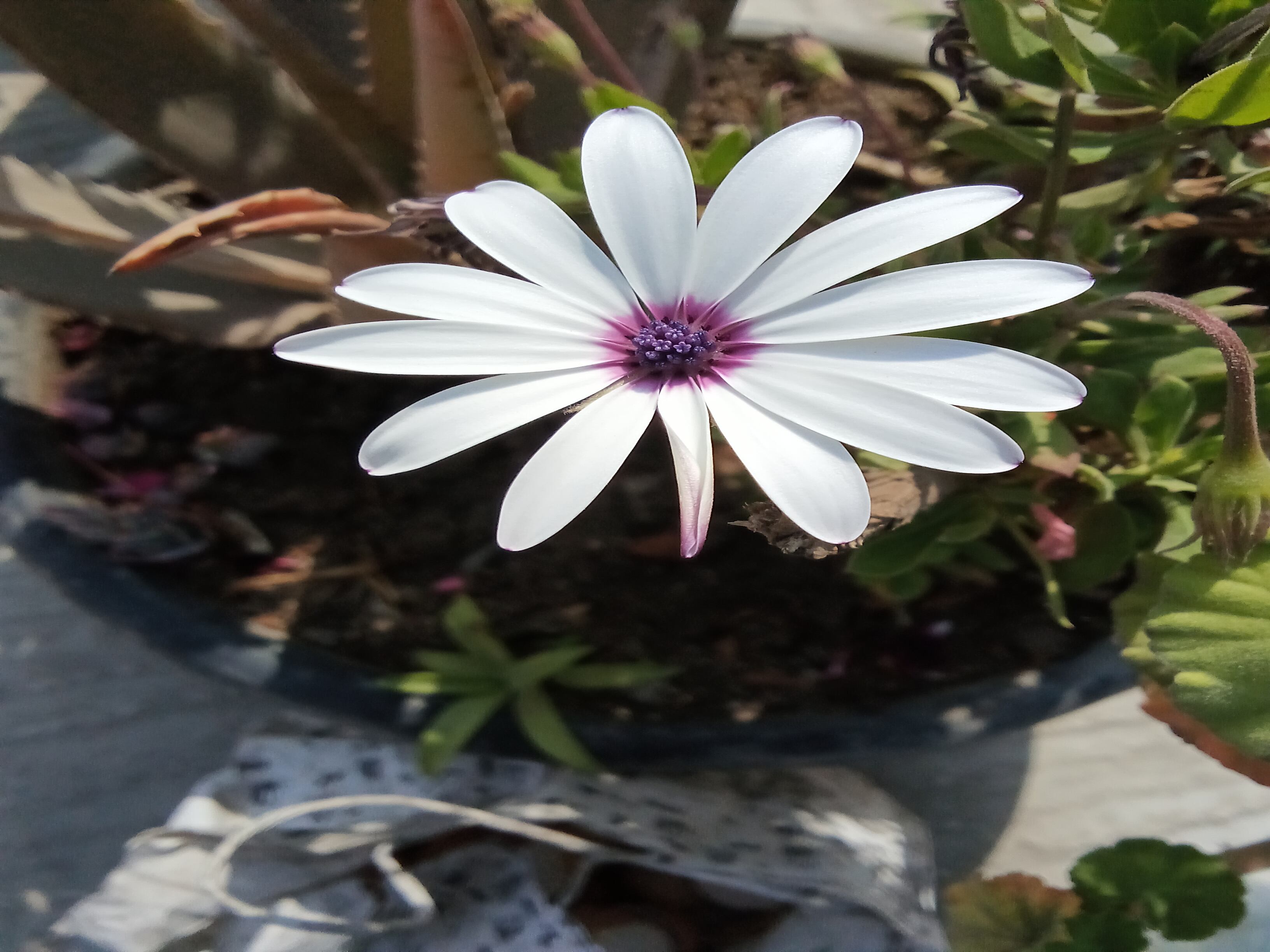 Los colores resaltan sin saturar la imagen, bastante fiel a la realidad.