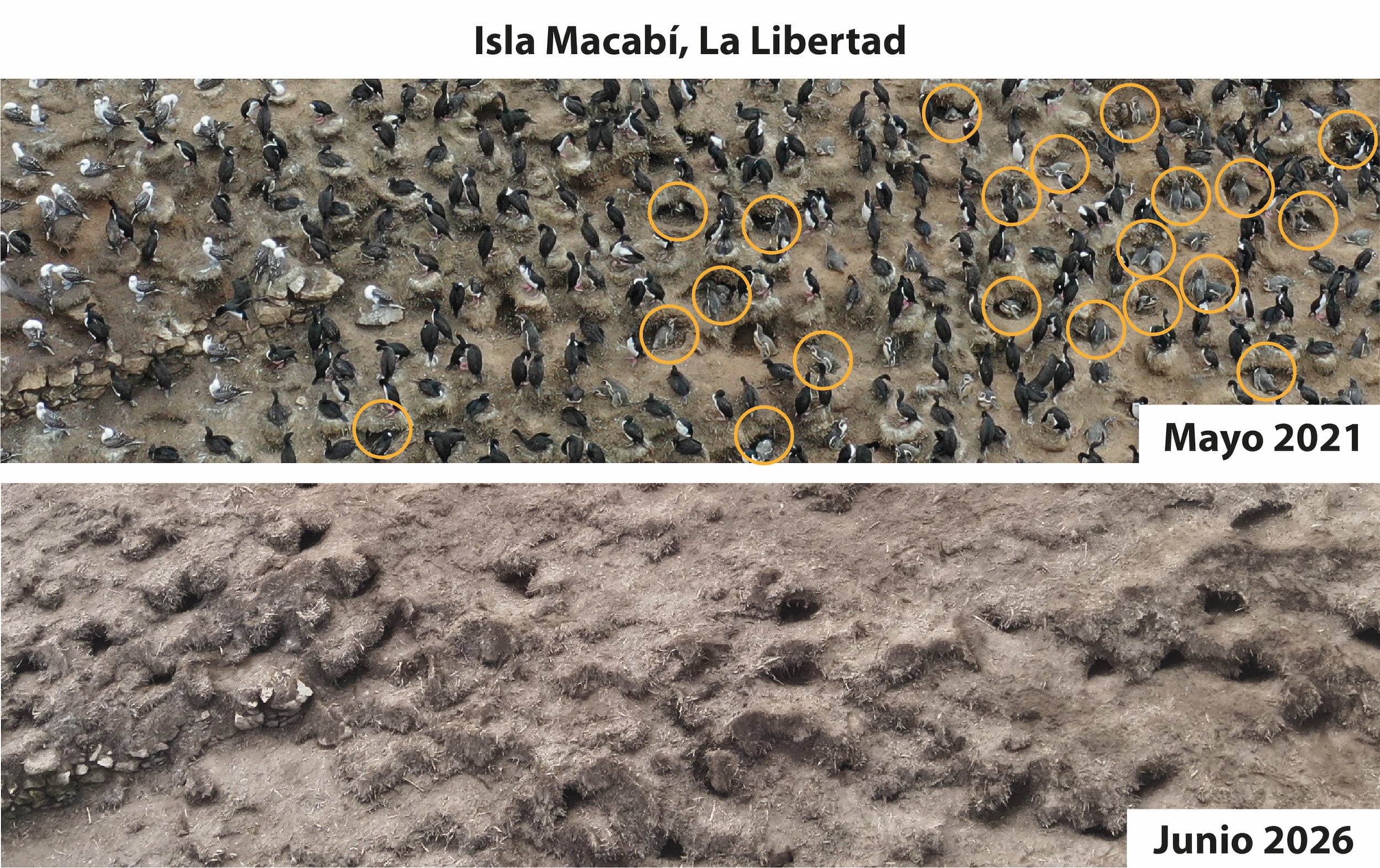 En la isla Macabí, en Perú, donde en 2021 encontraron más de 2000 pingüinos de Humboldt, ahora contabilizaron tres. Foto: cortesía Sebastián Lozano-Sanllehi/Unidad de Investigación en Ecología y Conservación de Aves Marinas de la Universidad Científica del Sur