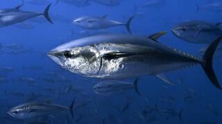 Los peces más comúnes están despareciendo de los océanos