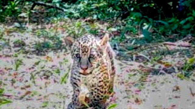 Karai y Porã: dos nuevos cachorros para soñar con el regreso del jaguar al Iberá | Argentina 