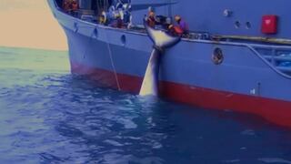 Difunden impactante video de cazadores japoneses de ballenas