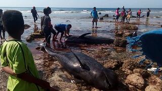 Hallan 7 ballenas muertas en una playa de Indonesia | FOTOS