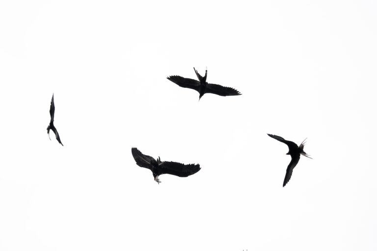 Una parvada de gallinazos rodea la caleta de Puerto Pizarro. Foto: Mongabay Latam