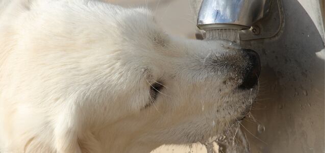 Por qué no debes darle agua de caño a tu perro