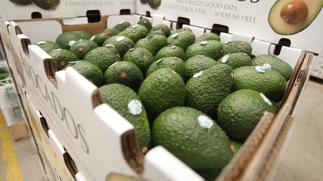 Palta hass: ¿qué expectativas se manejan en el sector y qué amenazas se deben monitorear?