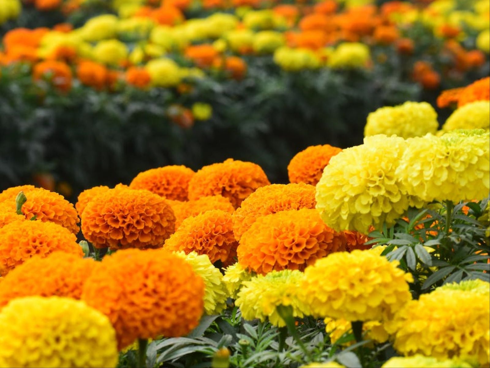 TRUCOS CASEROS | Las flores de cempasúchil pueden medir hasta aproximadamente un metro de altura. (Foto: GM Rajib/Pexels)