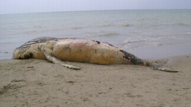 Ballenas varadas en Tumbes: descomposición evita conocer causas de muertes