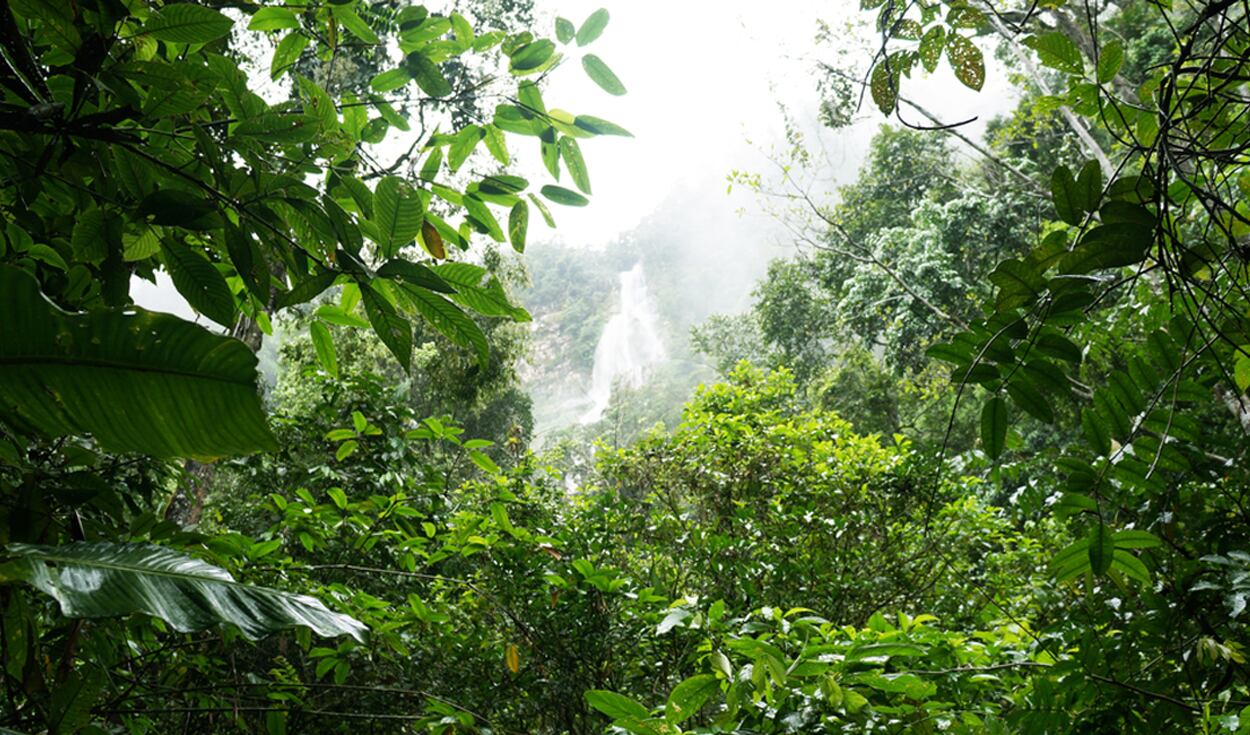 Una de los atractivos más conocidos de Tarapoto es la catarata de Ahuashiyacu, ubicada en el Área de Conservación Regional Cordillera Escalera. Foto: shutterstock
