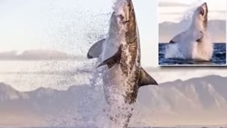 YouTube: tiburón blanco se traga a foca marina y el momento es captado por fotógrafo