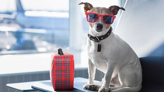 Cinco ´tips´ para disfrutar de tus viajes con tu mascota 