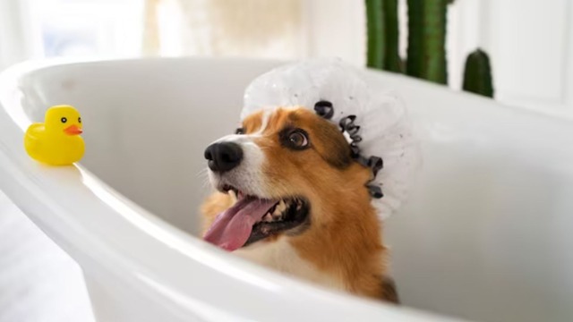 Cada cuánto tiempo es necesario bañar a los perros