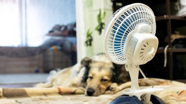 ¿Cómo puedo saber si mi perro tiene calor y qué hacer para refrescarlo? Recomendaciones según especialistas