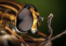 Diseñan sistema de visión biónica con IA inspirado en los insectos