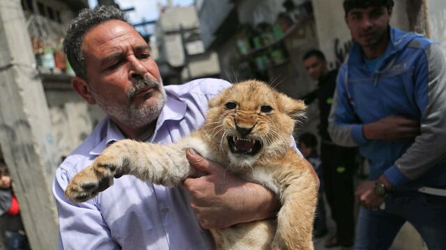 Dos cachorros de león viven con una familia en Gaza